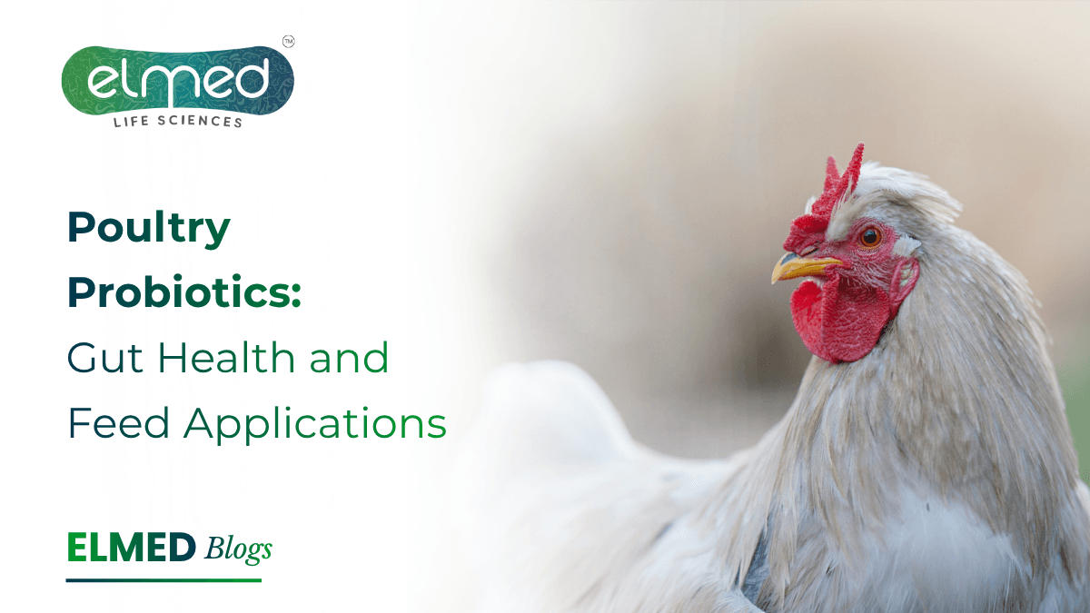 Poultry Probiotics: Gut Health and Feed Applications