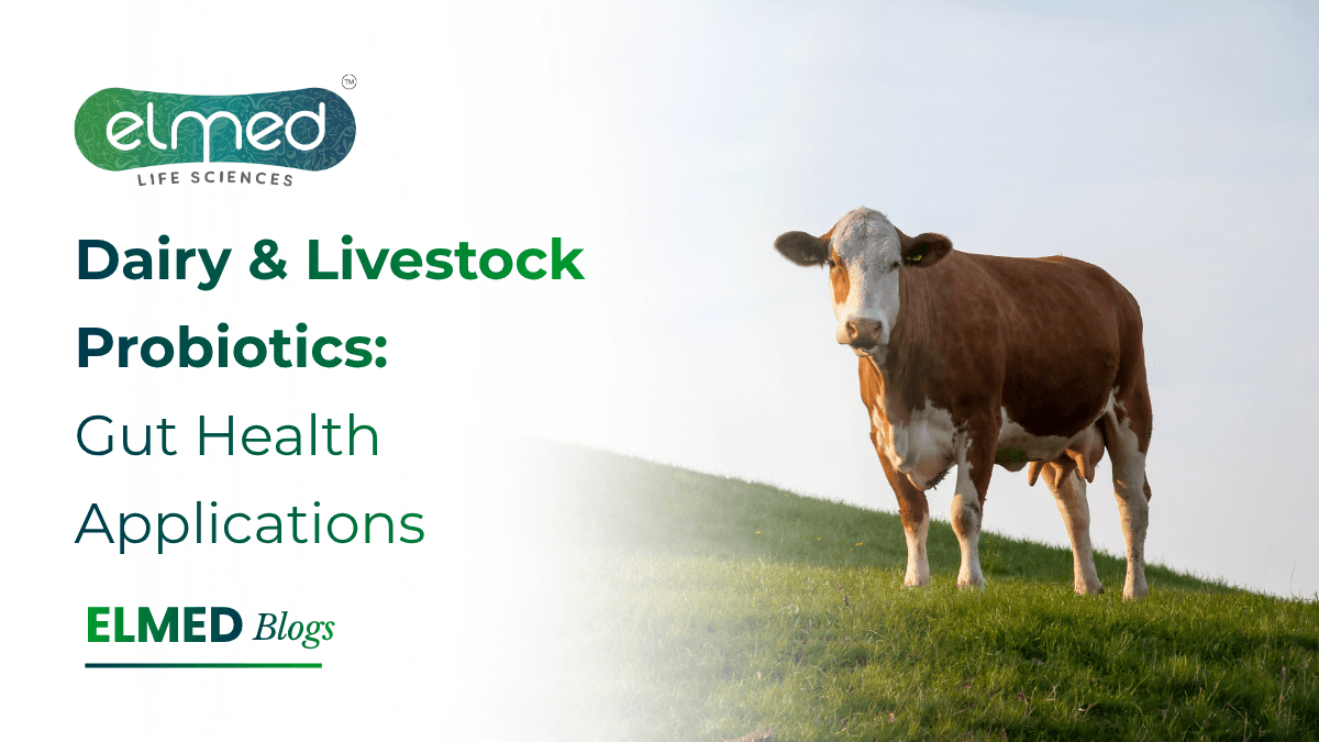 Dairy & Livestock Probiotics: Gut Health Applications