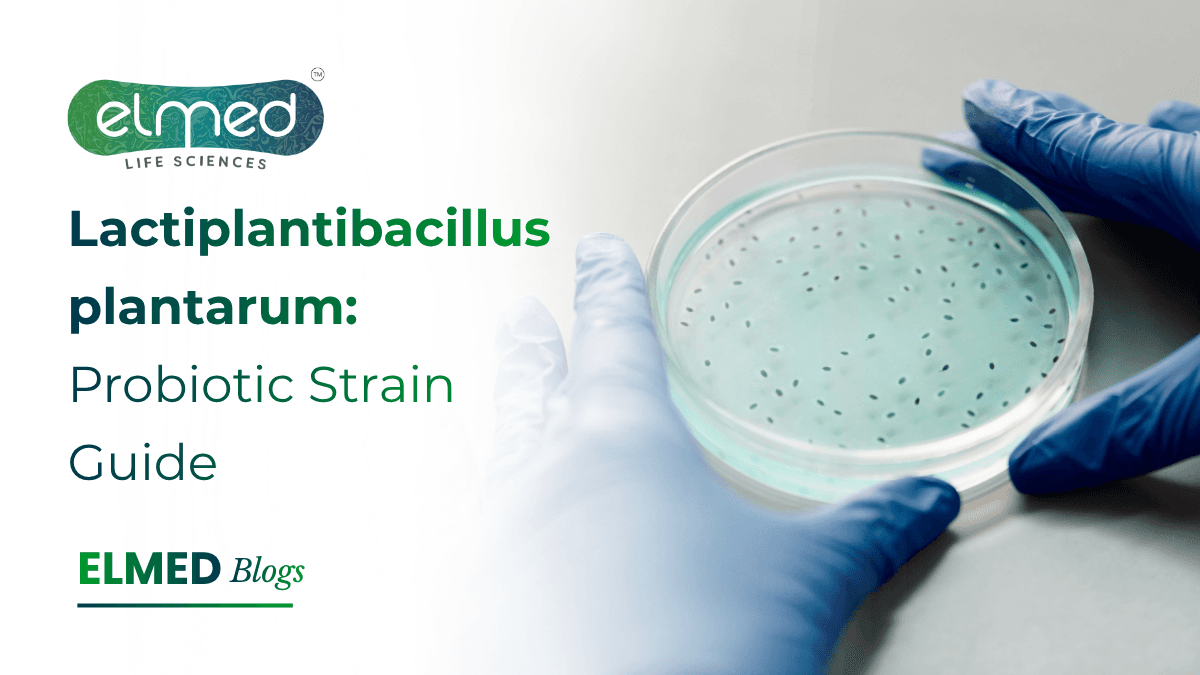 Lactiplantibacillus plantarum: Probiotic Strain Guide
