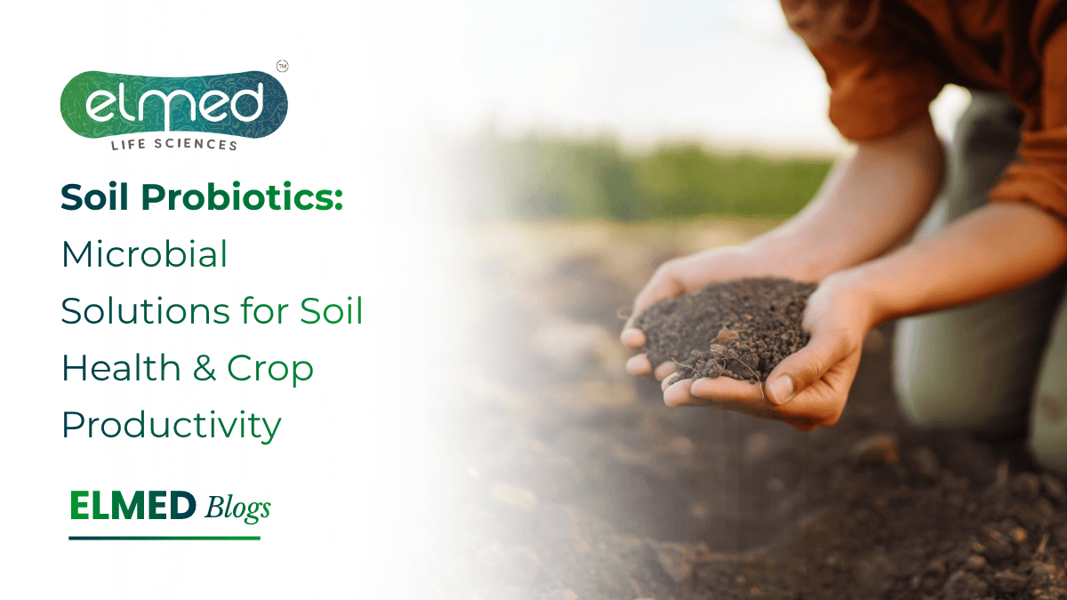Soil Probiotics: Microbial Solutions for Soil Health & Crop Productivity